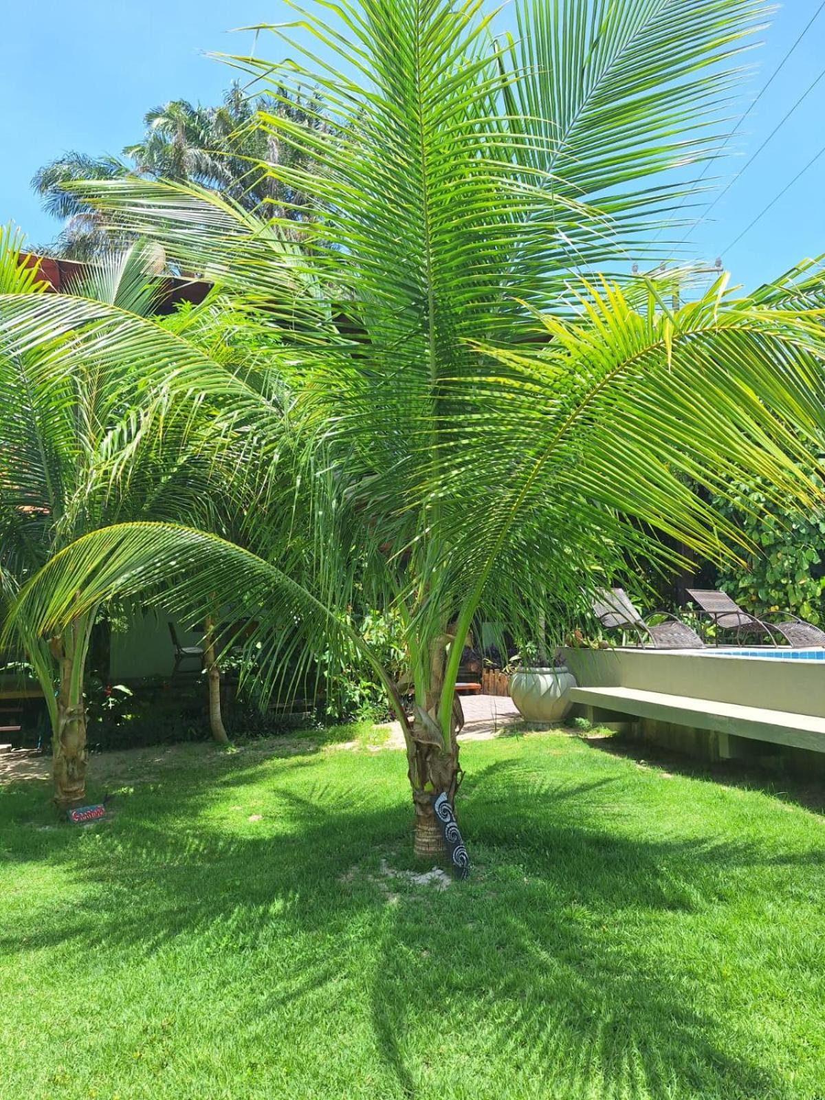 Carpe Diem Suites Taipu De Fora Marau  Exterior photo
